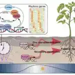 Gərginlik “hiyləsi” perovskit günəş hüceyrələrinin səmərəliliyini artırır