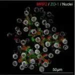 Konqonun Nouabale-Ndoki Milli Parkındakı qorillalar güman edildiyi kimi böcəklər üçün deyil, yer mantarı üçün yer cızırlar.