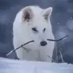 Riyaziyyatçılar 3,5 milyard dollarlıq kriptovalyutanın çöküşünün arxasındakı gizli nümunələri aşkar edirlər