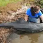 “The Last of Us”un yeni mövsümünün realizm şansı var—alimlər “zombi göbələyi”ni müzakirə edirlər