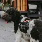 Yeni Holosen Aborigen qaya sənəti üslubu son araşdırmada müəyyən edilmişdir