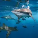 Ferroelektrik RAM yaddaş daxilində hesablamalar aparır