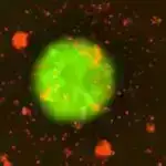 Çoxhüceyrəli davranışdan istifadə edərək sağ qalan unikal bakteriyalar həyatın təkamülünə dair ipucları təqdim edir