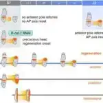 Soyuqluğu xatırlamaq: Alimlər xatirələrin maddələr mübadiləsini necə idarə etdiyini kəşf edirlər