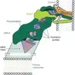 Alimlər Ebolanın ölümcül qohumu olan filoviruslara qarşı peyvənd üzərində işləyirlər