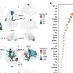 Alimlər nəhayət 1958-ci ildən B1 vitamini hipotezini təsdiqlədilər