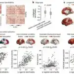 Cənubi Afrika mağarasından alınan qədim alətlər tarixdən əvvəlki insanlar arasında əlaqələri aşkar edir