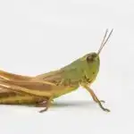 Həm fiziki, həm də zehni fəaliyyətlər zamanı tər itkisini izləmək üçün dərinin elektrik keçiriciliyindən istifadə