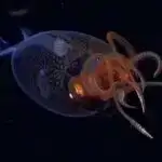 Fərdiləşdirilə bilən flüoresan nanokillər müxtəlif tətbiqlər təklif edir