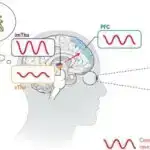 Smartfonlardan asanlıqla diqqəti yayındıran insanlar daha fizioloji reaktivdirlər, bədənlərinə daha az uyğunlaşırlar: Araşdırma