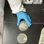 Türi Kodeksi: Tədqiqat Estoniyanın ən qədim tarixli əlyazma üzlüklərinin mənşəyini izləyir