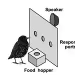 Çinin cənubunda aşkar edilmiş ən qədim fosfat stromatoporoid süngər