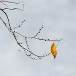 Çili bibərinin istiliyini ram edən birləşmələrin aşkarlanması: Scoville miqyasının etibarlılığını araşdırmaq çətinləşdirir