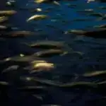 Gizli hidrogen: Yer qabığında istifadə olunmamış təmiz enerji mənbəyinə dair ipuçları var