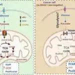 Amilorid rezistent hipertansiyonun idarə edilməsində spironolakton qədər təsirli olduğu aşkar edilmişdir