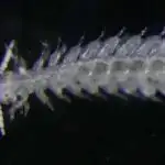 ChatGPT onlayn debatlarda insanlardan daha inandırıcı olduğunu göstərdi