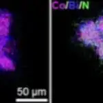 Meyvə milçəyi araşdırması göstərir ki, glial hüceyrələr yuxu və maddələr mübadiləsini idarə etməkdə əsas rol oynaya bilər