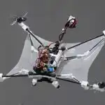 Yarasaların ara beynindəki qruplaşdırılmış neyronlar səslənmə kateqoriyalarını kodlayır, tədqiqatın nəticələri