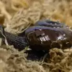 Təcrübəli fərdi fillərin itirilməsi nəsillər arasında bilik ötürülməsini necə dayandırır