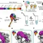 Bimodal video görüntüləmə platforması RGB videodan hiperspektral çərçivələri proqnozlaşdırır