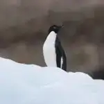 Tədqiqat göstərir ki, pizza çubuqlu yeməklərdən daha sürətli yeyilir