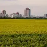 Qabıq nədir: elm adamları NZ salyangozunun boynundan yumurta qoymasına heyran qalırlar