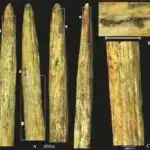 Genetik analiz sərhəd kollilərində və digər cinslərdə heyvandarlıq bacarıqları ilə əlaqəli əsas variantları ortaya qoyur