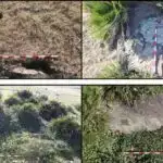 Yüksək performanslı nazik təbəqə qalay perovskit tranzistorlarının istehsalı üçün yeni strategiya