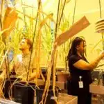 KOAH xəstələri üçün ağciyər funksiyasının daha sürətli azalması ilə əlaqəli davamlı mucus tıxacları