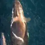 Kiçik genomik adalar okeanın ən bol bakteriyalarının ətraf mühitdəki dəyişikliklərə çevik reaksiya göstərməsinə kömək edir