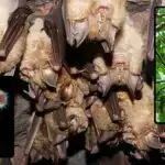 Pockels effektinin təkmilləşdirilmiş modelləşdirilməsi optoelektronik texnologiyanın inkişafına kömək edə bilər