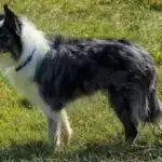 Dəri ilə təmas çox erkən doğulmuş körpələrdə ana südü ilə qidalanmağı yaxşılaşdırır, lakin idrak nəticələrini deyil: Klinik sınaq