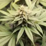 Gərginləşmiş stronsium titanat membranı ferroelektrik və kvant ərazisinə keçir.