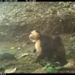 Tədqiqatlar göstərir ki, donqar balinalar köç edərkən balalayır və səyahətə davam edirlər