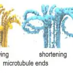 Qida düşmən deyil, dost kimi – şifahi dözümlülük vasitəsilə təhlükəsiz qida istehlakını təmin edən mobil şəbəkənin xəritəsini öyrənin