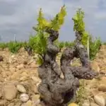 Kosmos səyahətinə hazırsınız? GENESTAR məkanın sağlamlığınıza necə təsir etdiyini izləyə bilər