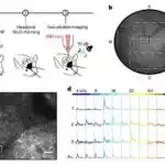 Qatlana bilən qanadları olan dələdən ilham alan uçan dron yüksək manevr qabiliyyəti nümayiş etdirir