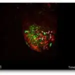 Trombositlərdə metabolik etiketləmə, məqsədyönlü dərman çatdırılması imkanlarını genişləndirir