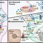 ‘Groovy’ beyinlər daha səmərəli ola bilər