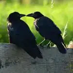 Tədqiqat göstərir ki, seçilmiş quş növlərinin monitorinqi eyni bölgələrdəki digər növlərə fayda verir