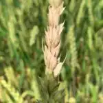 Dəniz içəriyə doğru hərəkət etdikdə: Banqladeş Deltasından qlobal iqlim xəbərdarlığı