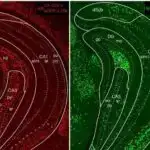Problemli sosial media saxta xəbərlərə inanma ilə əlaqələndirilir