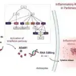 Təcrübəli fərdi fillərin itirilməsi nəsillər arasında bilik ötürülməsini necə dayandırır