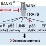 Mütləq sıfıra yaxın foton manipulyasiyası: Fərdi işıq hissəciklərinin işlənməsi üçün yeni rekord