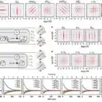Meyvə milçəyi araşdırması göstərir ki, glial hüceyrələr yuxu və maddələr mübadiləsini idarə etməkdə əsas rol oynaya bilər
