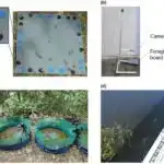 Superbug tibbi plastiki həzm edə bilər və bu onu daha da təhlükəli edir