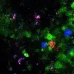 Dörd ayaqlı robot insanlarla badminton oynayır