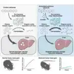 Genomik analiz Qərbi Afrikada 2022-ci ildə qlobal epidemiyadan əvvəl geniş yayılmış mpox ötürülməsini göstərir