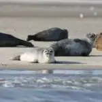 Uzaqdan çəkilmiş elm, quru-heyvan əcdadı üçün yenidən işlənmiş yaşa gətirib çıxarır