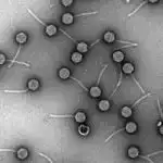 Qədim Misir təsvirlərində Süd Yolunun təsvirlərinə rast gəlinir